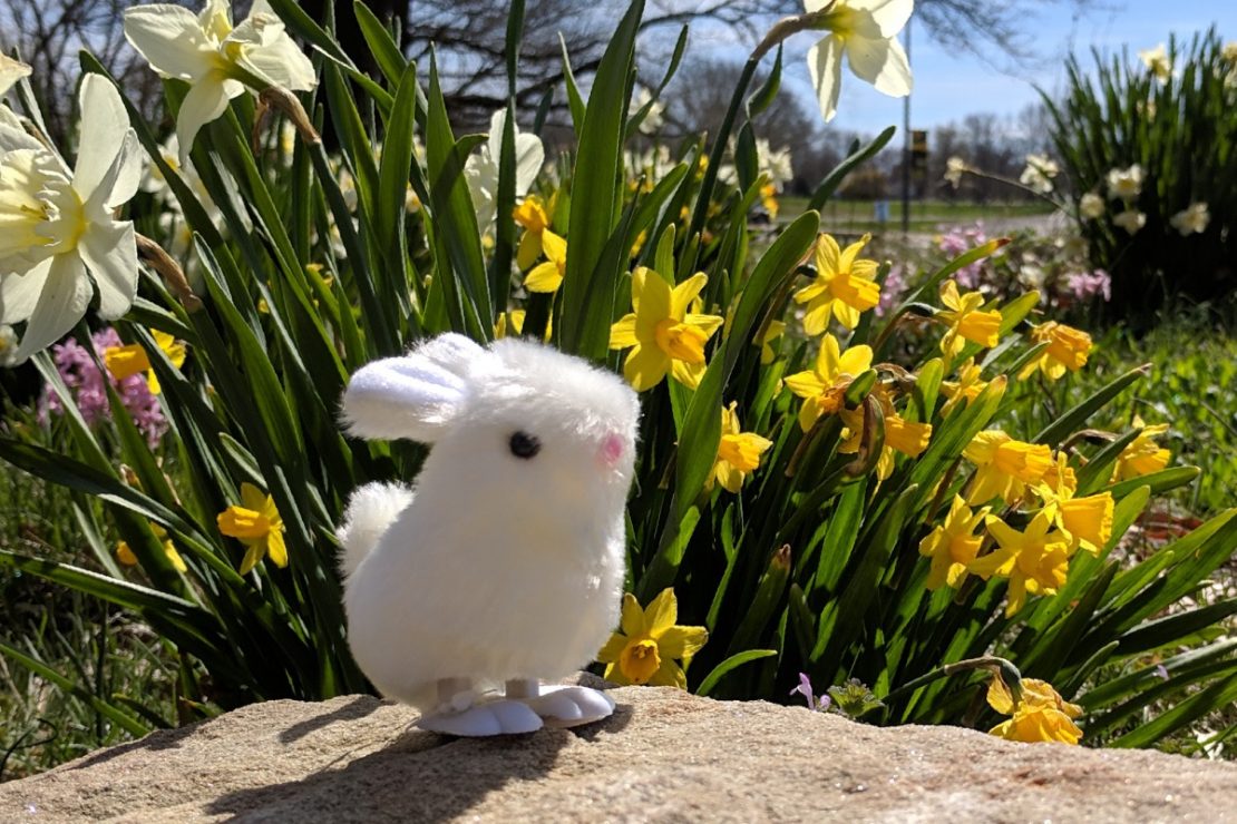 Itty Bitty Bunny Welcomes Spring!