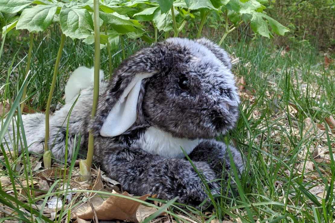 Big Lop-Eared Bunny from Douglas