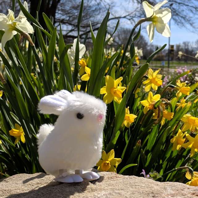 Itty Bitty Bunny Welcomes Spring!