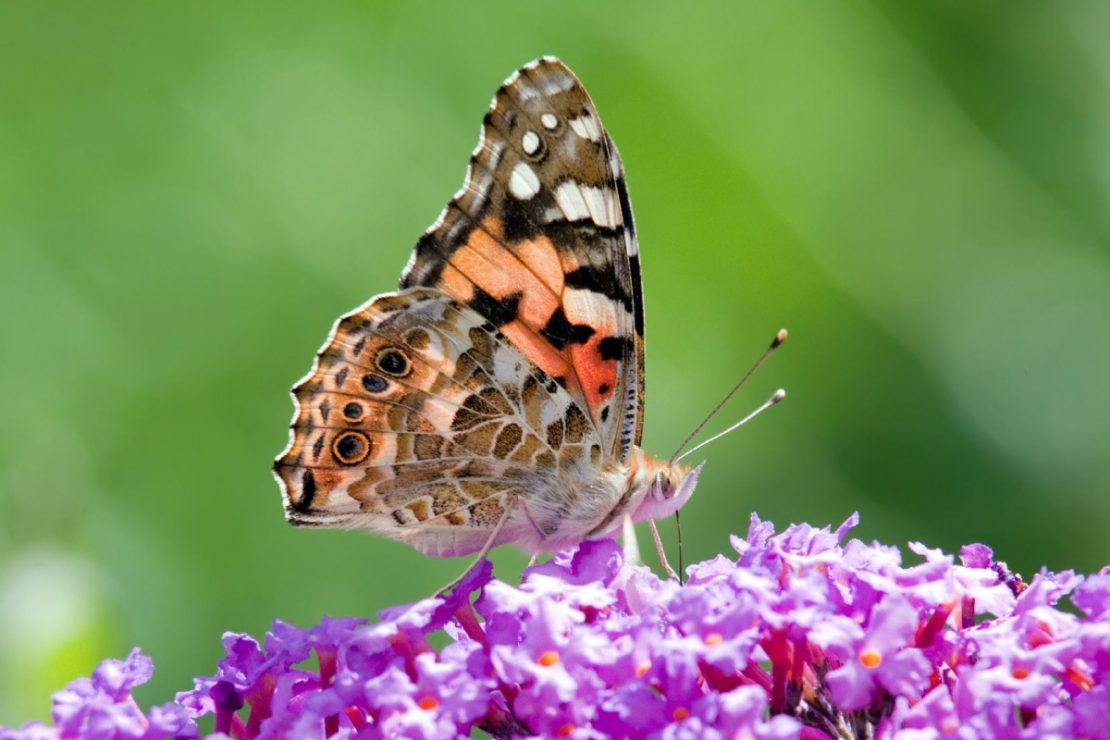 03-13-19-butterfly-header-1200x800