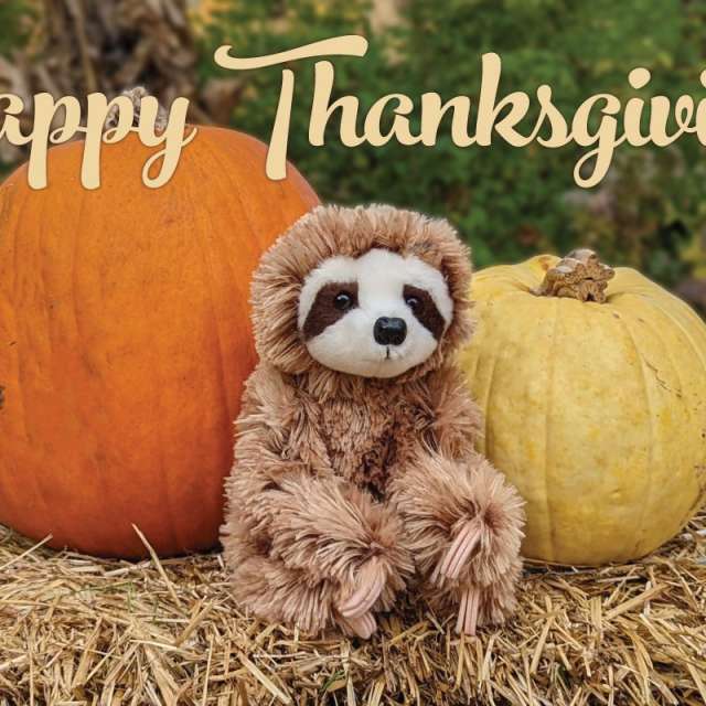 Happy Thanksgiving from Happy Up to You!