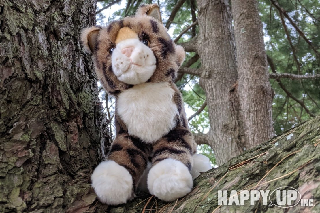 Douglas Plush Kitty climbs a tree