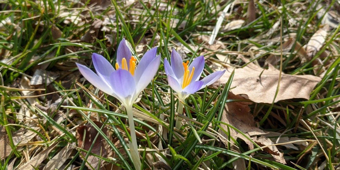 Early crocus blooms at the Gardens at SIUE