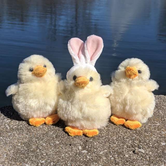 Quacking Baby Ducks, aka Bunny Duck!