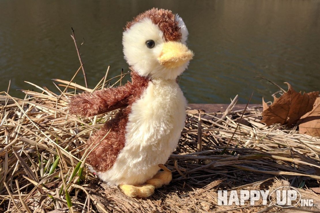 Marsha the Mallard Duckling from Douglas