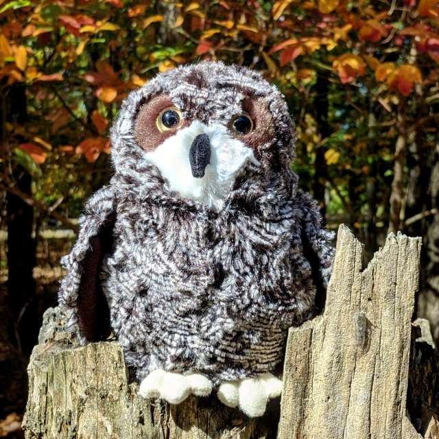 Shrill the Saw-Whet Owl from Douglas