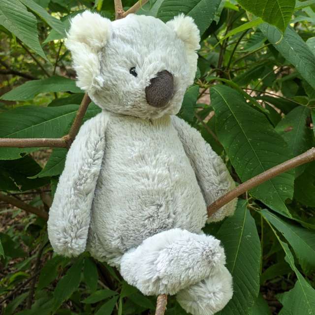 Bashful Koala from Jellycat