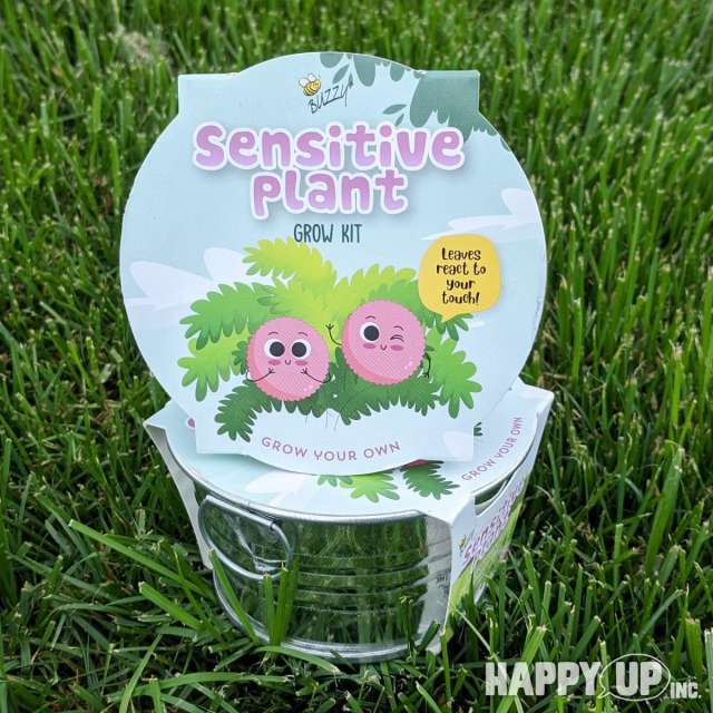 Buzzy Sensitive Plant Grow Kit